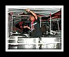 Starland-670.JPG