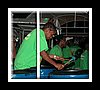 TropicalAngelHarps-3805.JPG