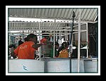 Little Bunch_DSCN0078-ed.jpg
