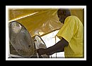 Potential_CRW_5981Semi Finals 2006.jpg