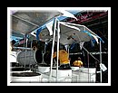 Sforzata-DSCN3474Semi Finals 2006.JPG