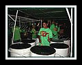 Curepe Scherzando__DSCN4258.JPG