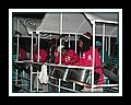 Golden Voice_DSCN4152.JPG