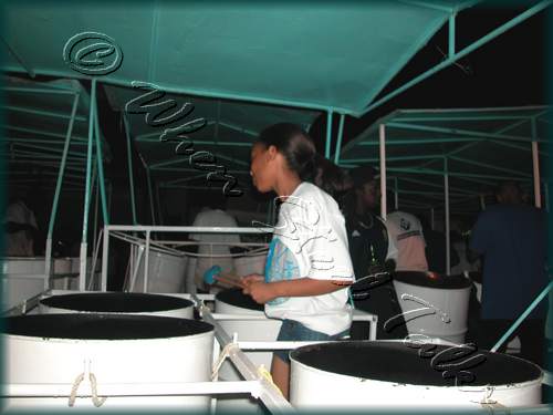 Fascinators Pan Symphony_DSCN4231.JPG