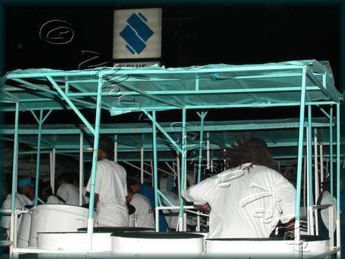 Fascinators Pan Symphony_DSCN4234.JPG